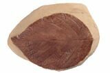 Red Fossil Hazelnut Leaf (Corylus) - Montana #188932-1